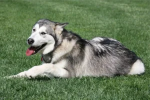 Malamute do Alasca: saiba tudo sobre essa raça independente