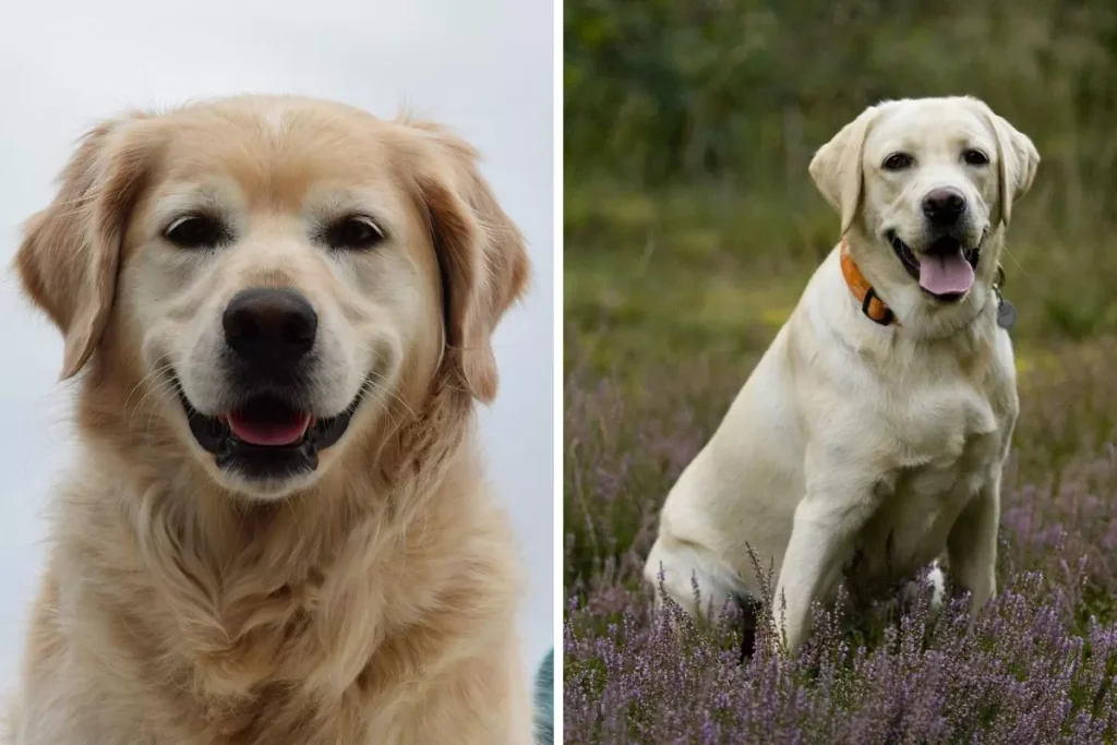 diferenças entre golden e labrador