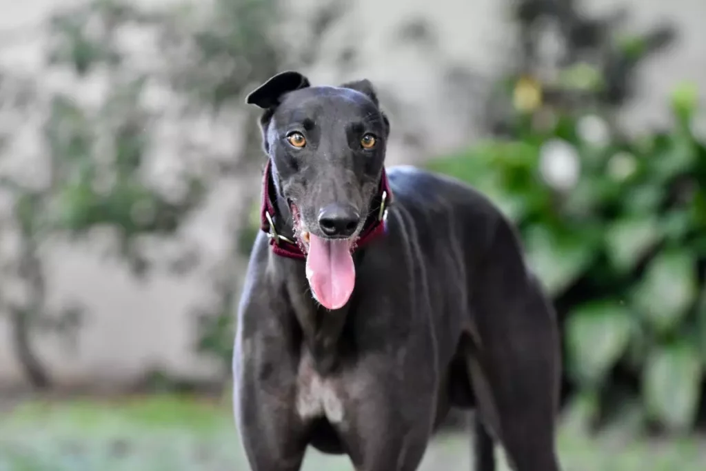 Greyhound