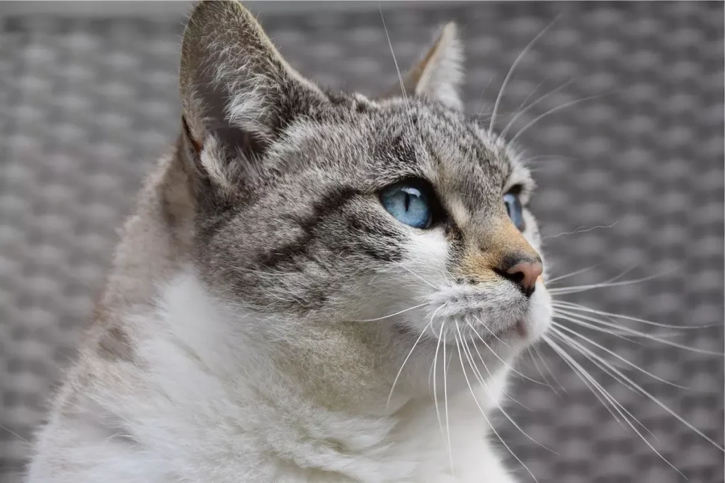 gato sem raça definida