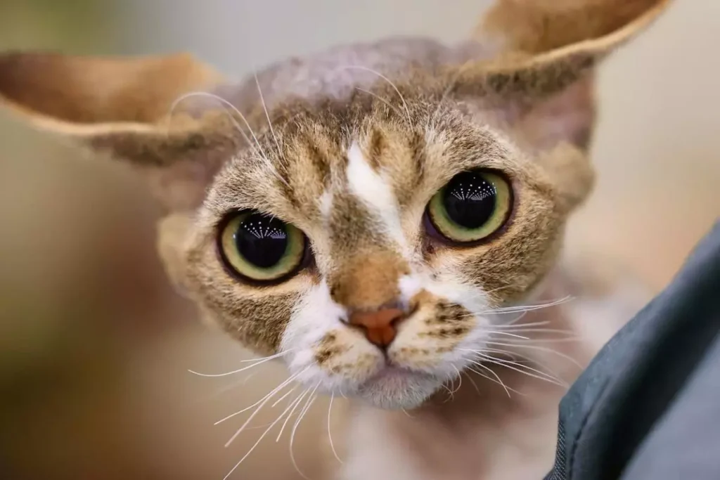 Cornish Rex