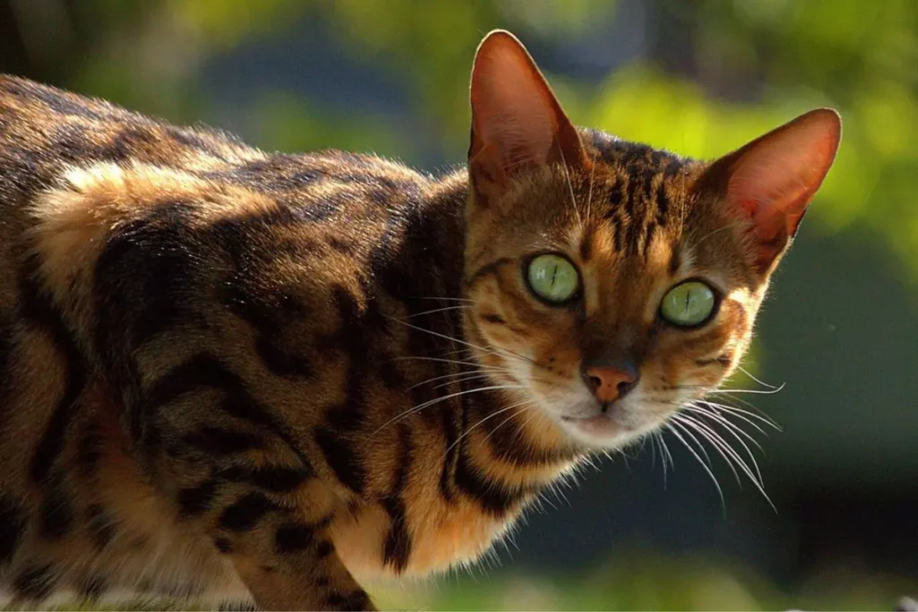 gatos que parecem onça