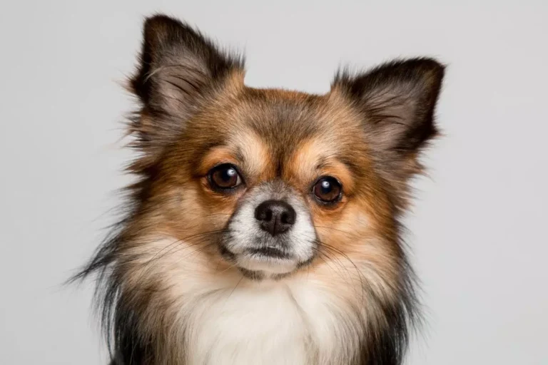 Raças de cachorro pequeno