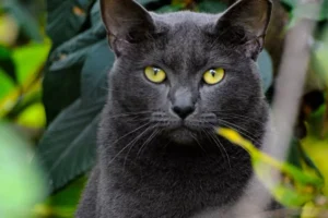 Korat