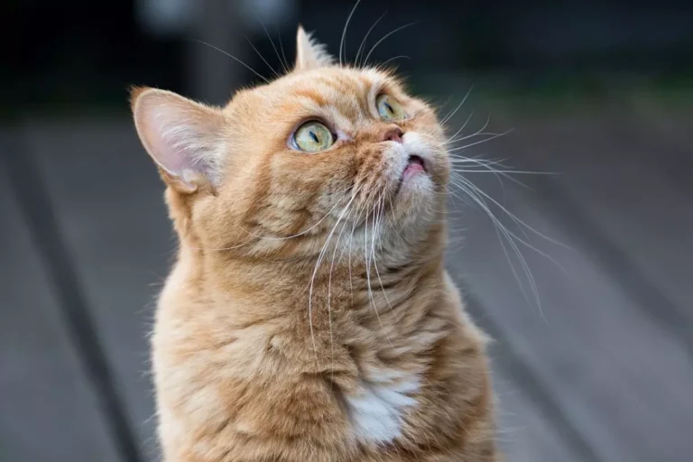 Nomes para gato amarelo