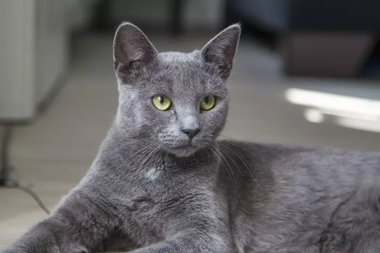 Nomes para gato cinza