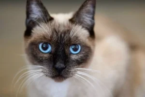 Nomes para gatos siamês