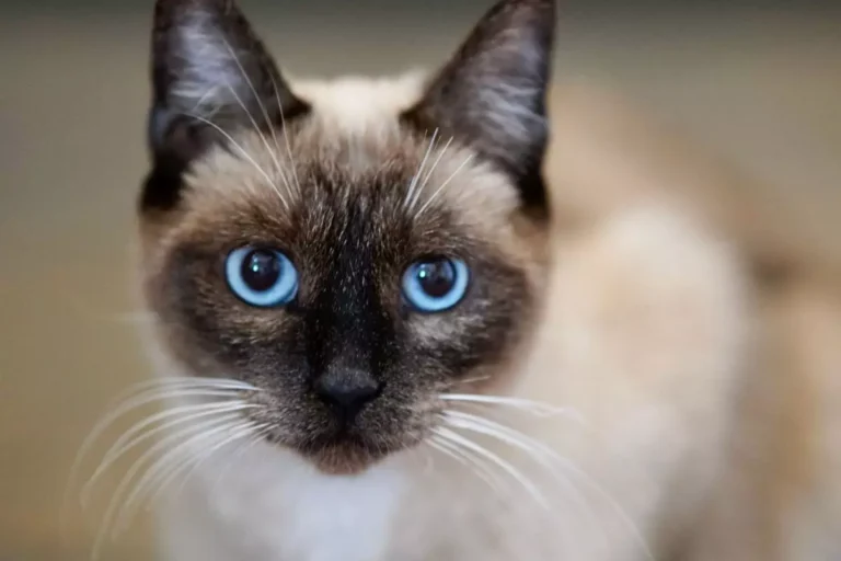 Nomes para gatos siamês