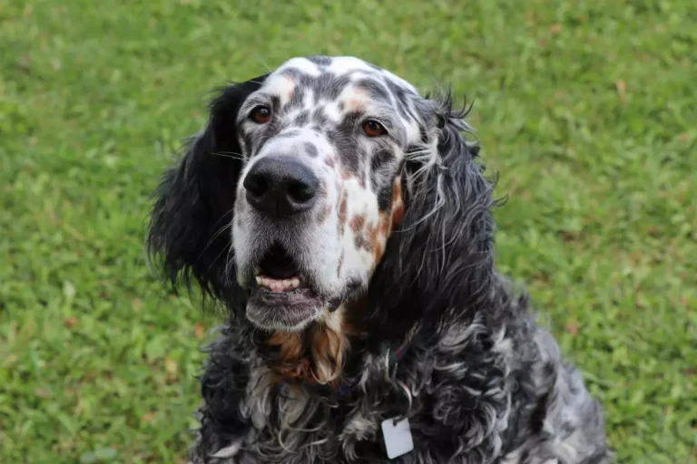 Setter Inglês