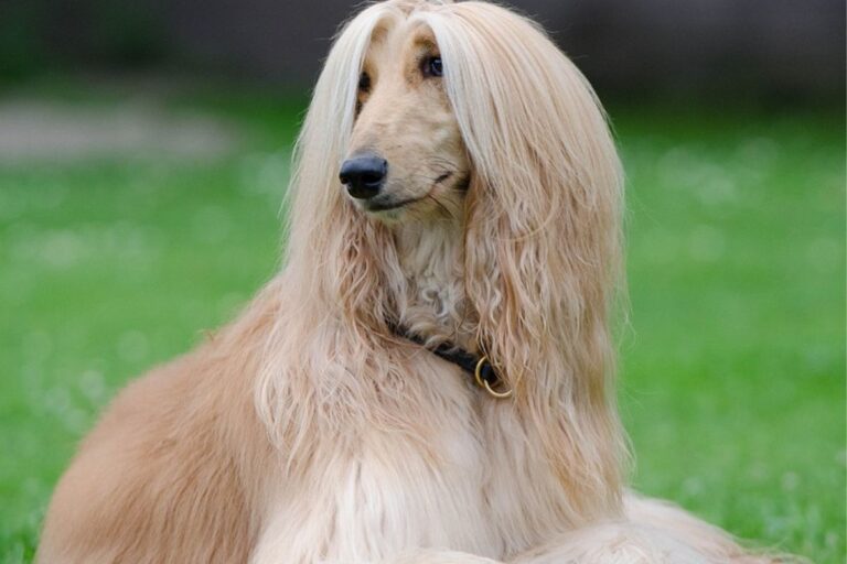 Galgo Afegão