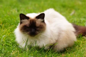 Gato himalaio