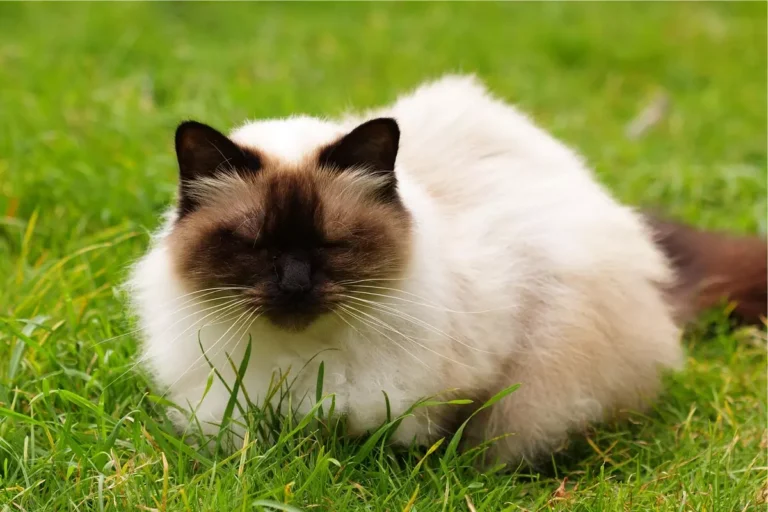 Gato himalaio