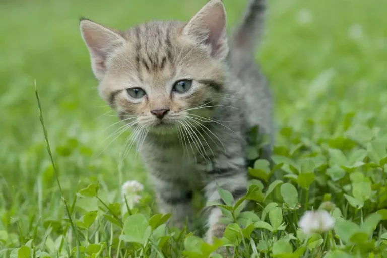 Nomes para gatos rajados