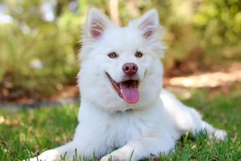 Nomes para cachorro branco
