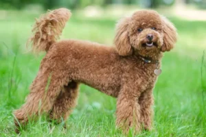 Nomes para cachorro poodle