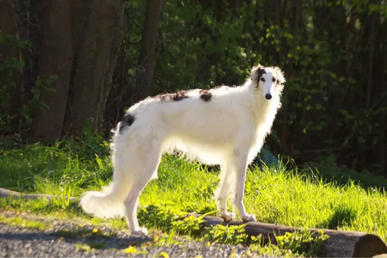 Borzoi