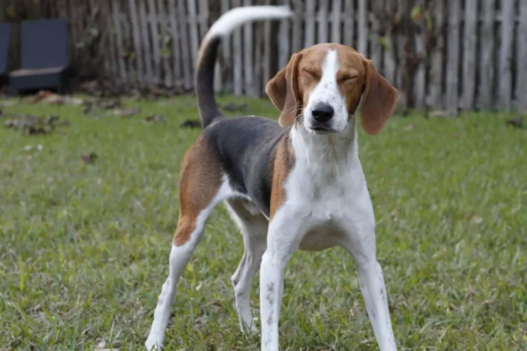 foxhound americano