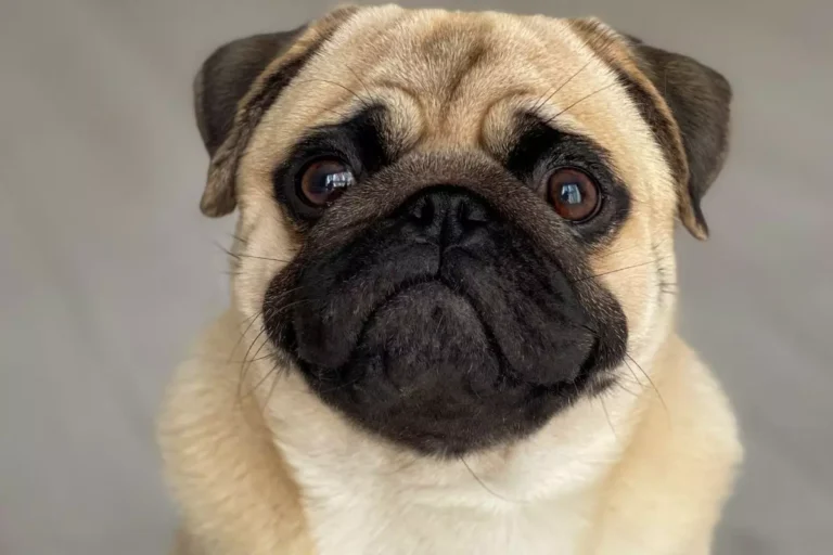 Nomes para Pug