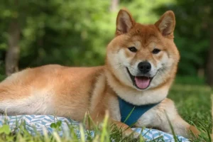 Shiba Inu