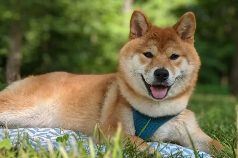 Shiba Inu
