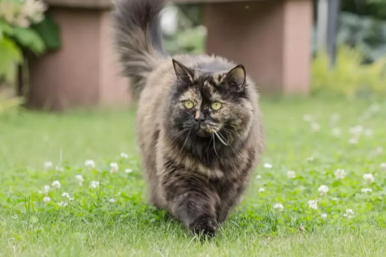 British Longhair