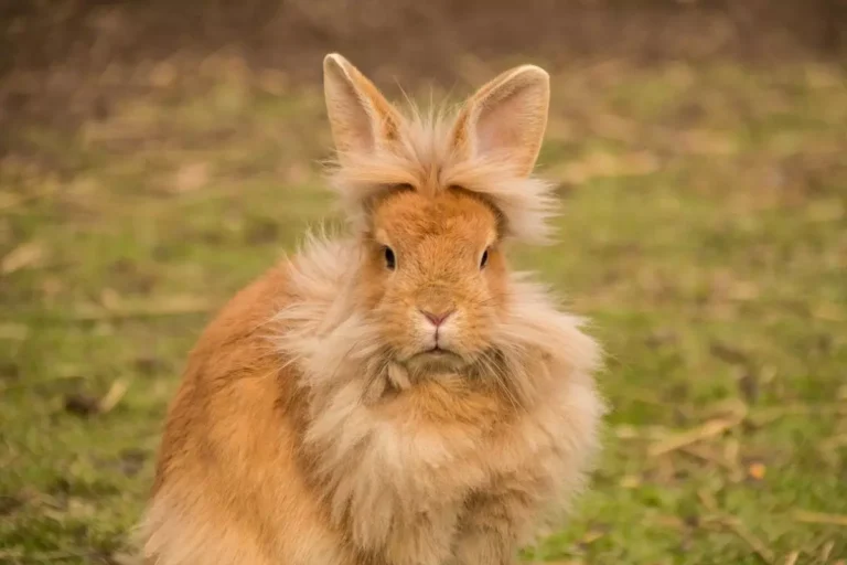 Coelho Mini Lion