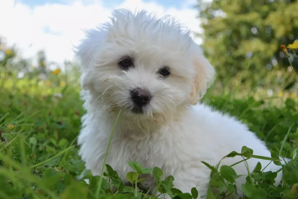 coton de tulear