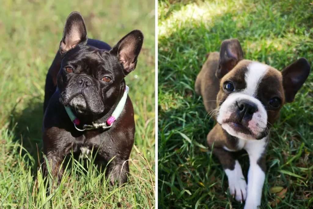 Diferenças entre Buldogue Francês e Boston Terrier 