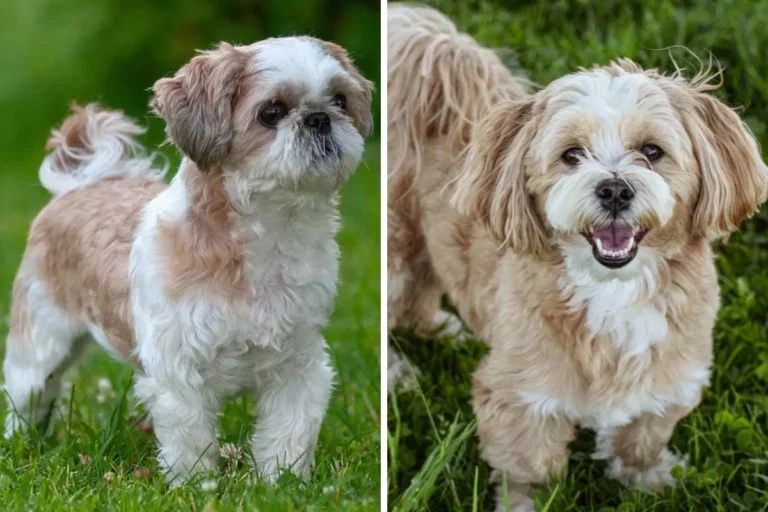 Diferenças entre Shih Tzu e Lhasa Apso