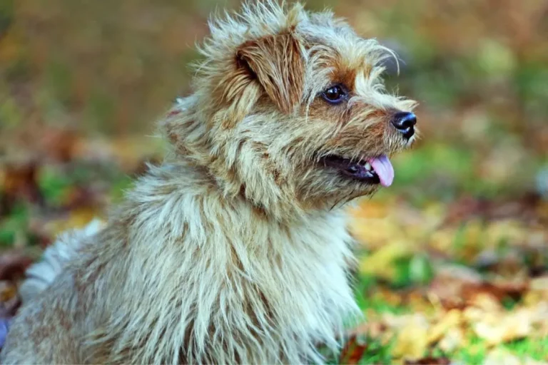Norfolk Terrier