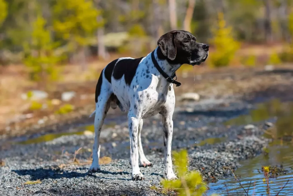 Pointer ingles
