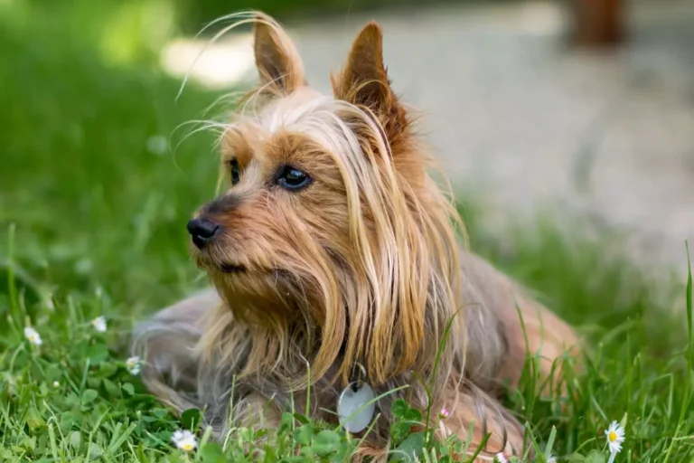 Silky Terrier