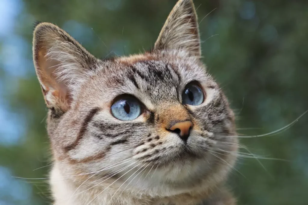 american wirehair