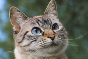 American Wirehair