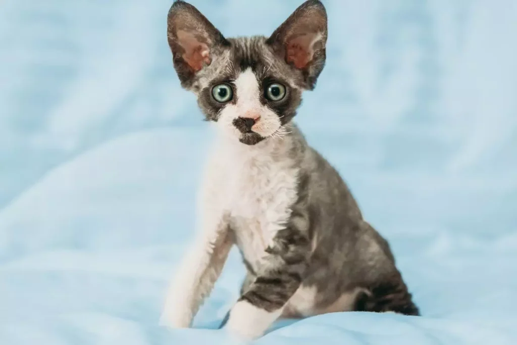 devon rex