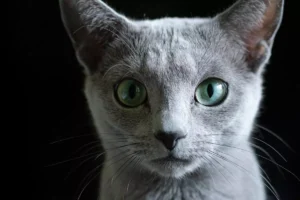 Gato azul russo