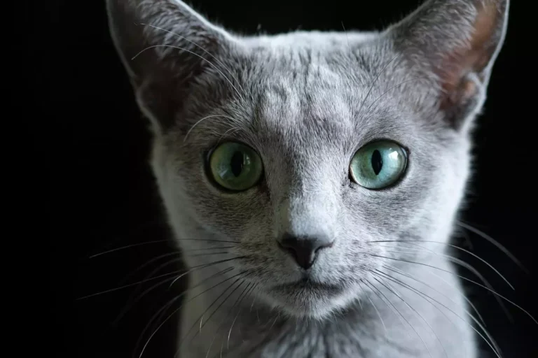 Gato azul russo