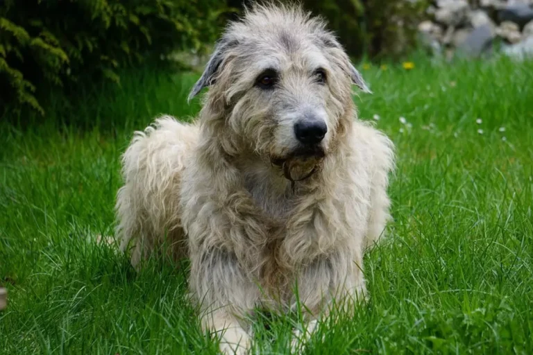 Irish Wolfhound