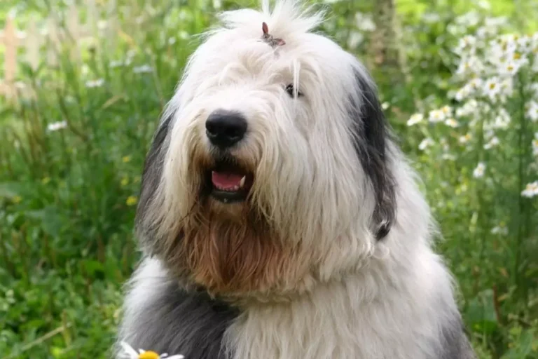 Old English Sheepdog