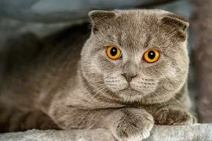 Scottish Fold
