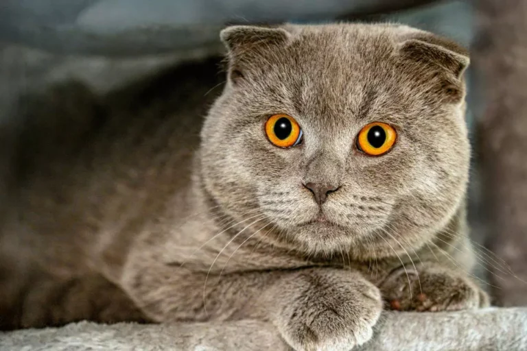 Scottish Fold
