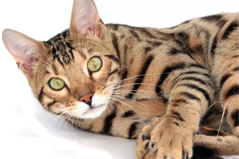 Toyger