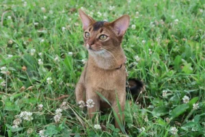 Gato Abissínio
