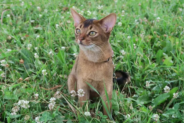 Gato Abissínio