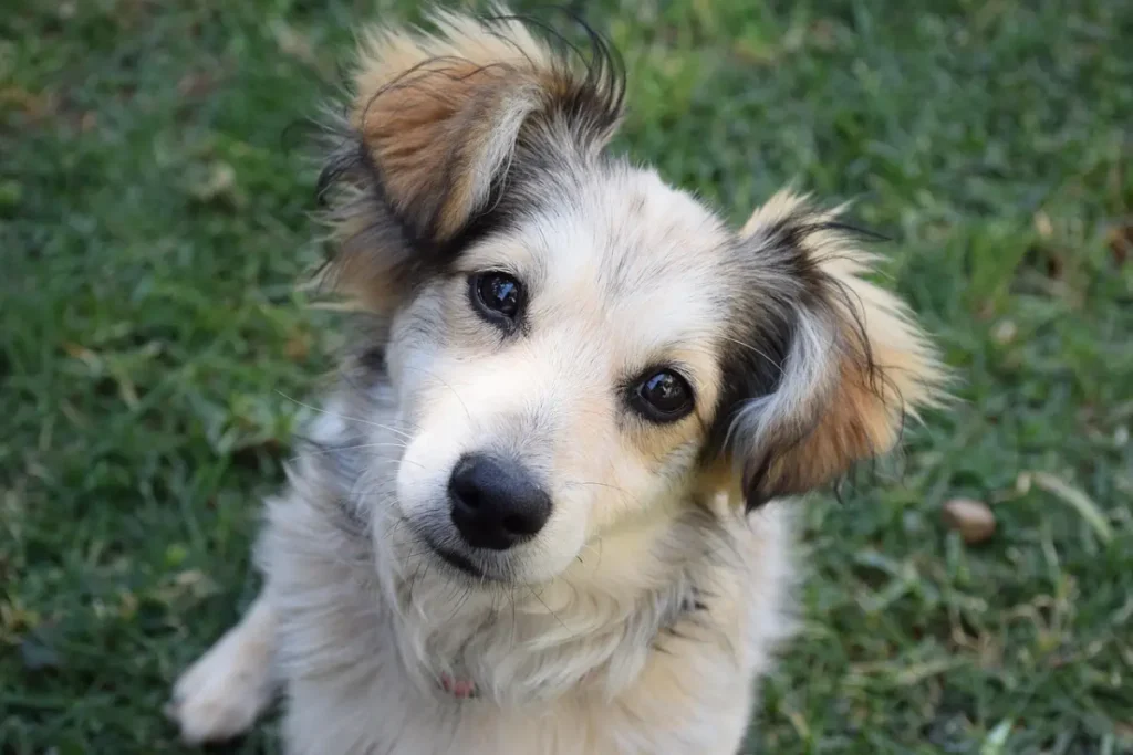cachorro kokoni

