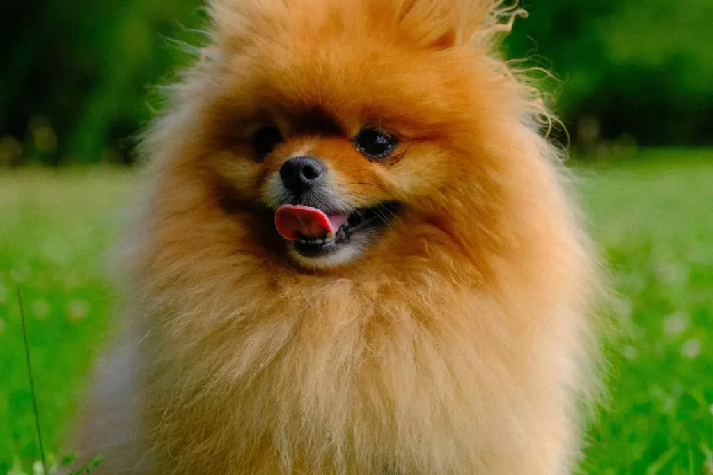Lulu da Pomerânia