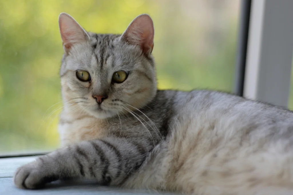 british shorthair