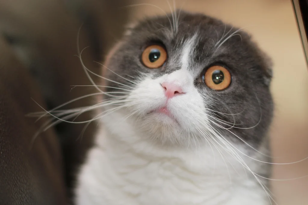 gato cinza e branco