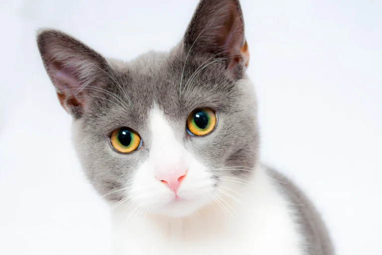 Gato cinza e branco